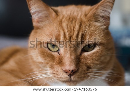 Close up of a ginger cat