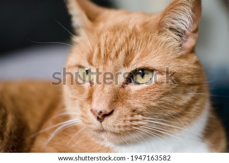 Close up of a ginger cat