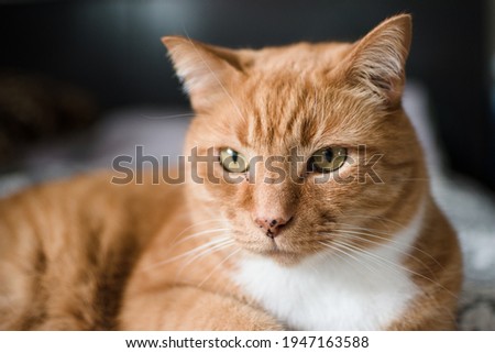 Close up of a ginger cat