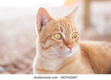 Close up of ginger cat looking something, cute pets