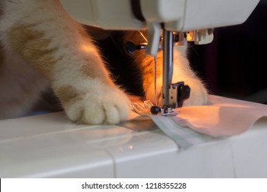 Close up ginger cat sewing fabric with sewing machine