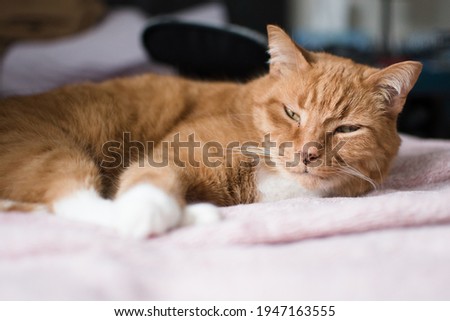 Close up of a ginger cat sleeping