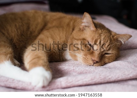 Close up of a ginger cat sleeping
