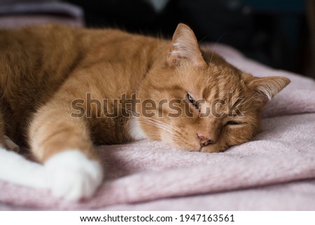Close up of a ginger cat sleeping