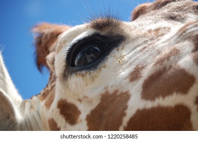 close up of giraffe 