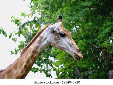 the close up giraffe