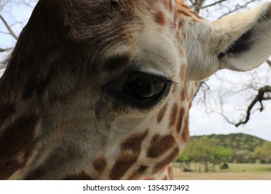 Close up of a giraffe.