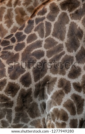 The close up of giraffe body in yellow and brown pattern, well used as natural background