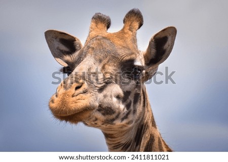 close up of a giraffe with cloudy sky