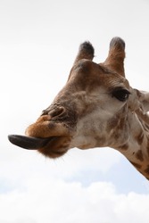 Close Up Giraffe Head With Tongue Sticking Out