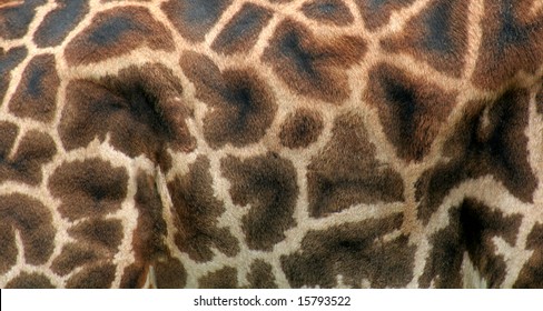 A Close Up Of Giraffe Hide.