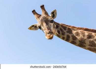 Close up giraffe on blue sky background