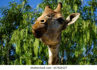 Close up of a Giraffe on tree background