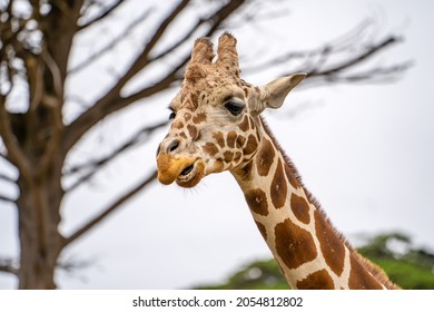 Close up of a giraffe, San Francisco Zoo