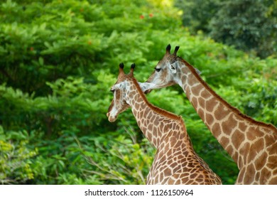 Close up of a giraffes
