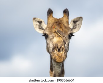 Close up of giraffes face with ox pecker bird