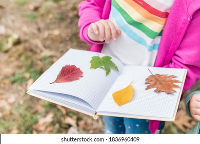 Close up of girl collecting colorful leaves for a herbarium on a warm autumn day in the forest. Children exploring the outside nature. - Powered by Shutterstock