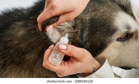 Close up of girl dripping ear drops in ear of Siberian Husky dog. Concept of relationship between human and animal. Idea of pet health care. Woman and furry dog on white background in studio