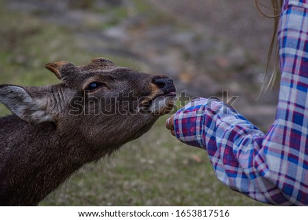 Close up of girl feeding a deer in a Japanese park.