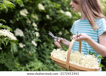 Close Up Of Girl Foraging For And Cutting Wild Elderflower From Bush With Secateurs And Putting In Basket