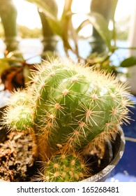 Close up of globe shaped cactus