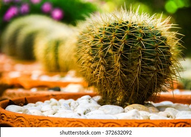 close up of globe shaped cactus