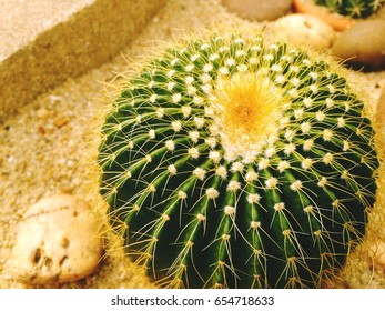 Close up of globe shaped Notocactus with long thorns