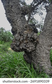 a close up of a gnarled tree trunk with a large burl growing on the side of the tree