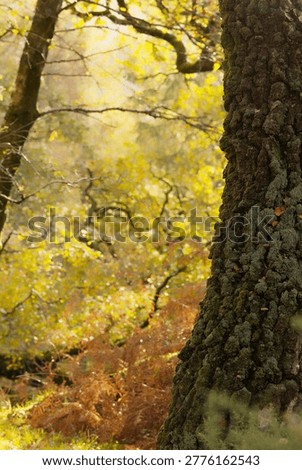 Close up of a gnarly barked tree with moss on it and out of focus trees in the background with vibrant green leaves and rusty coloured ferns.