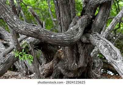 Close up of gnarly tree branches