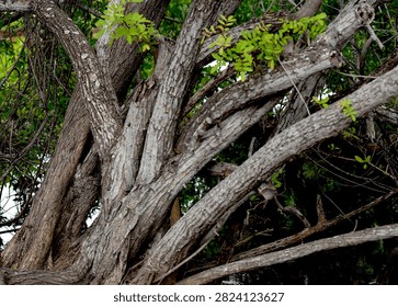 Close up of gnarly tree branches