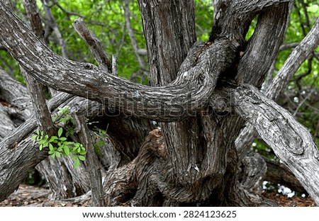 Close up of gnarly tree branches