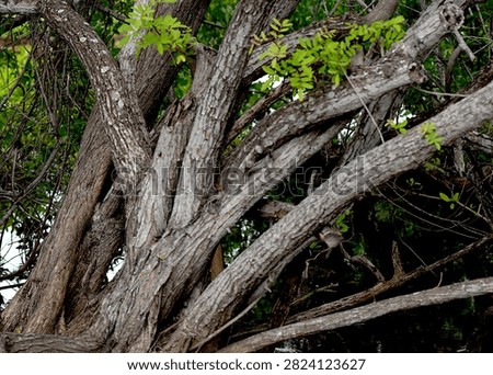 Close up of gnarly tree branches