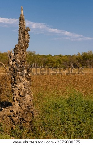 Close up of a gnarly tree stump in Sequoyah State Park in Hulber, Oklahoma, USA