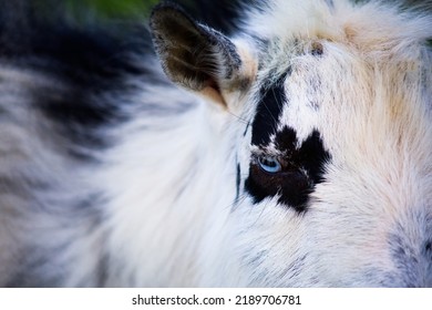 Up Close Goat Bright Blue Eyes