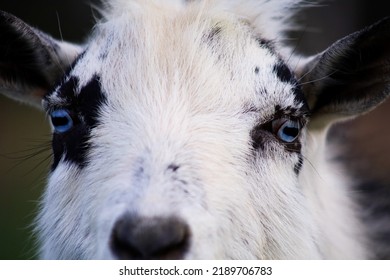 Up Close Goat Bright Blue Eyes