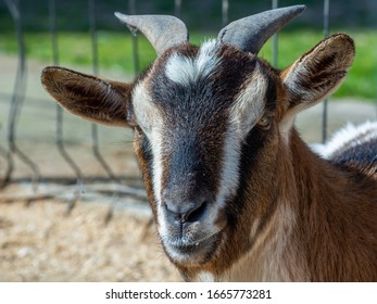 Close Up Of A Goat Enclose In A Farm Fence. Close Up Of A Pet's Farm Face