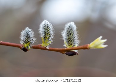 Close up of Goat willow blossom, yellow pollen covered catkins, spring willow blossom causing allergy. Blossomming buds of willow. Buds of the willow blossom in early spring. Easter spring time.