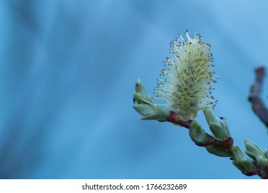 Close Up Of Goat Willow Tree In Full Blossom In June 