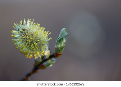 Close Up Of Goat Willow Tree In Full Blossom In June 