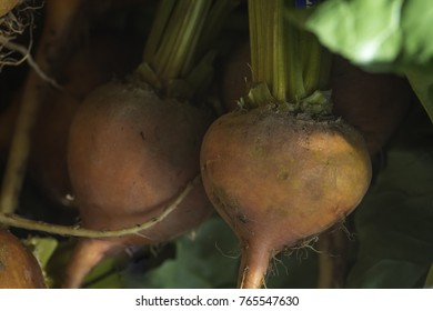 Close Up Of Gold Beets Fresh From The Garden