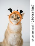 close up gold british cat with wearing pumpkin halloween concept