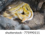 close up gold python coil in zoo