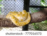 close up gold python coil in zoo