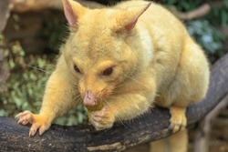 Close Up Of Golden Brushtail Possum Eating. The Light Color Is A Genetic Mutation Of Common Australian Possums That Lives Only In Tasmania.