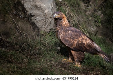 Close Up Of Golden Eagle Gathering Twigs To Build Its Nest