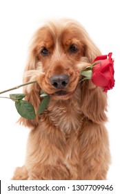 Close up of a golden English Cocker Spaniel holding a single red rose in his mouth isolated against a white background