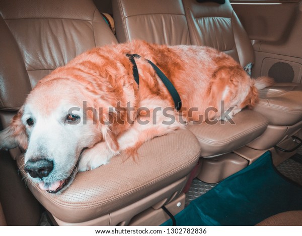 Close up of\
Golden retriever dog lying across back seat of the car while going\
for a journey during summer\
vacation