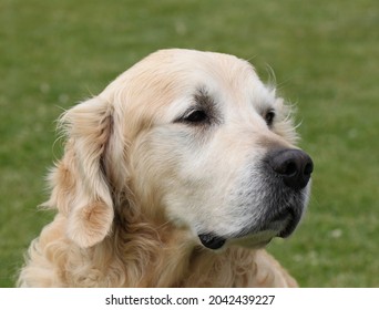 Close Up Of Golden Retriever Head And Face