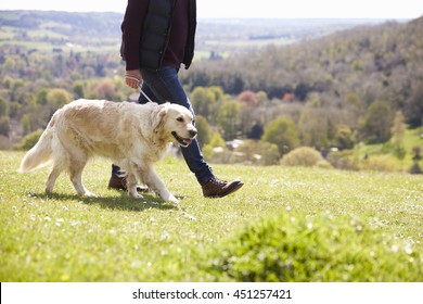 Close Up Of Golden Retriever On Walk In Countryside
